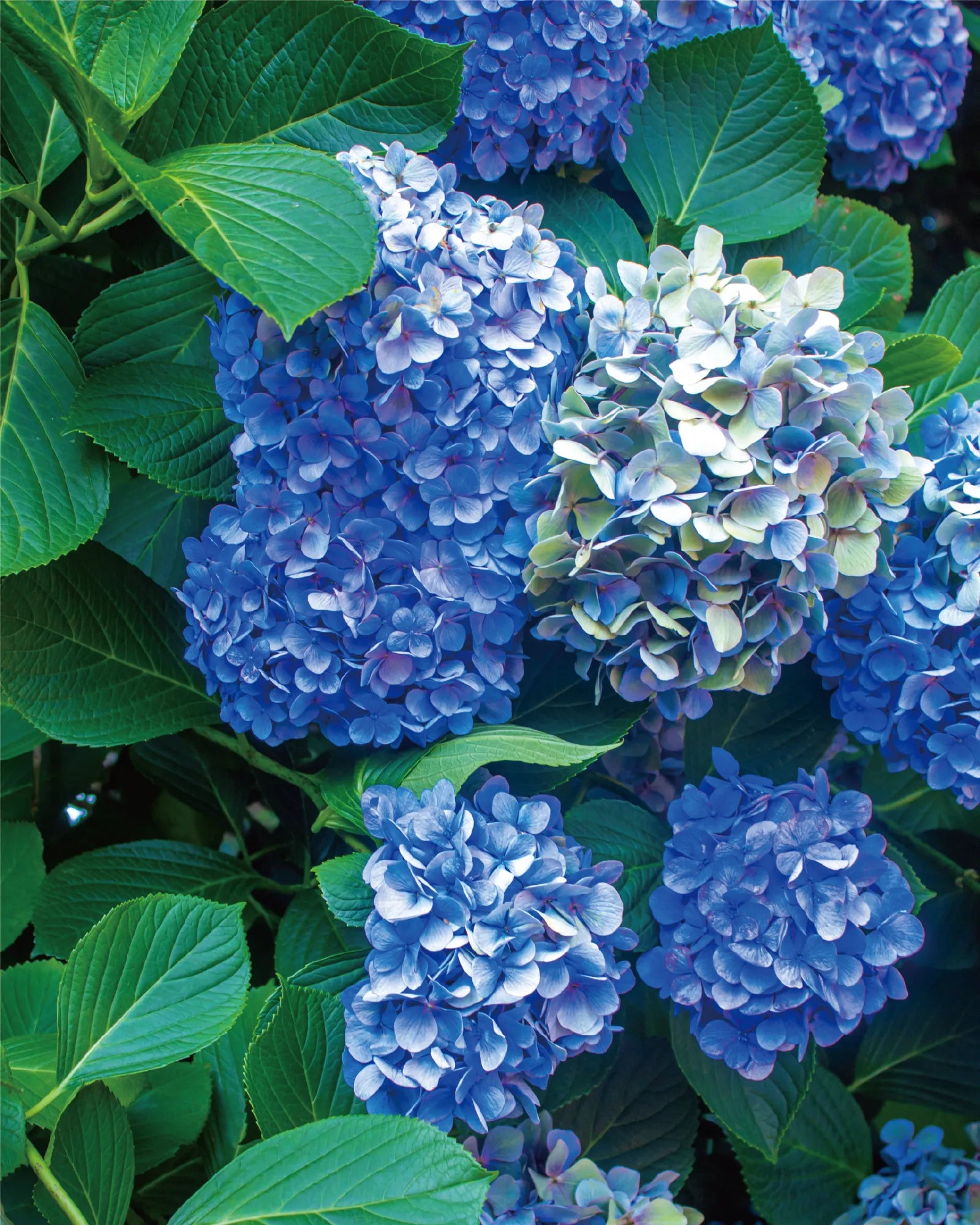 Phalaenopsis Paint by Numbers