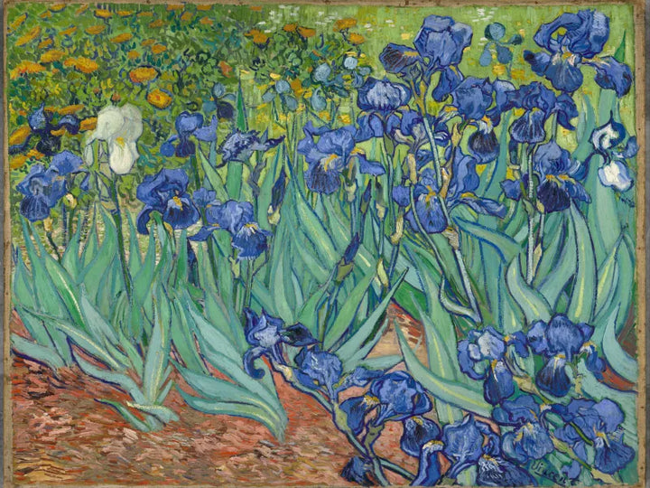 Why Did Van Gogh’s Irises Bloom into an Eternal Masterpiece?