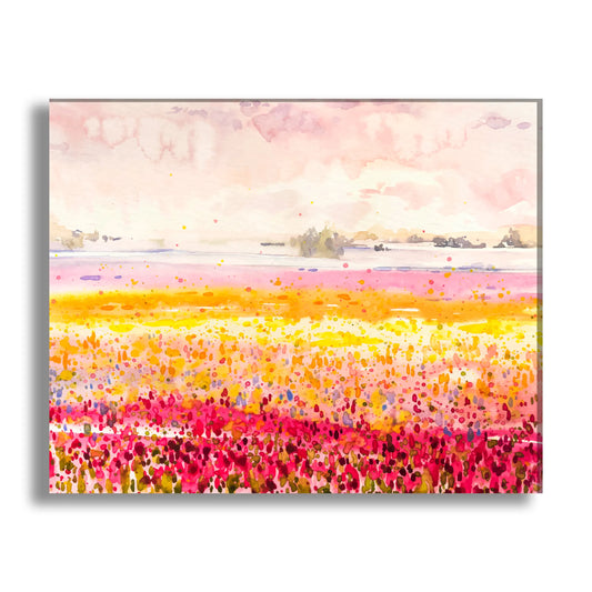 Fields Colorful Flowers