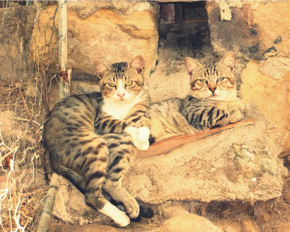 Two Cats Paint by Numbers