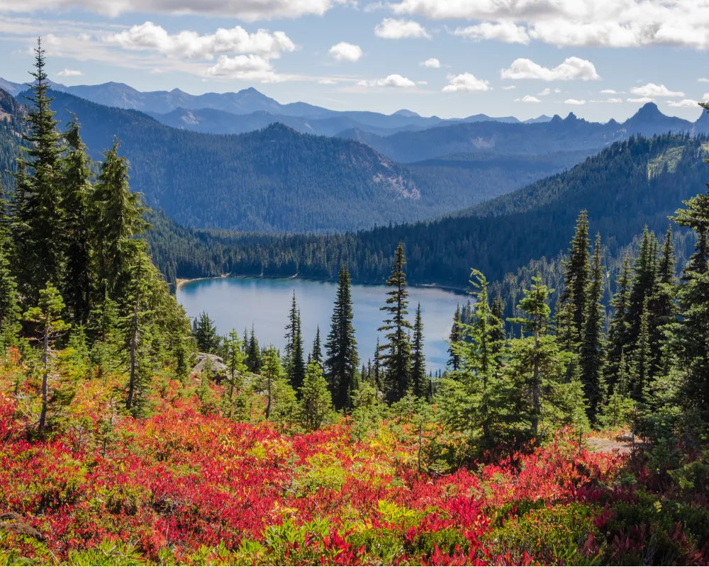 Forested Mountains Paint by Numbers